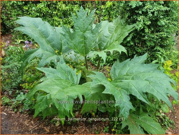 Rheum palmatum tanguticum | Sierrabarber | Kron-Rhabarber | Ornamental Rhubarb