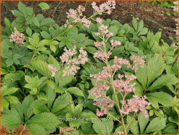 Rodgersia 'Die Anmutige' | Schout-bij-nacht, Kijkblad | Schaublatt | Rodger's Flower