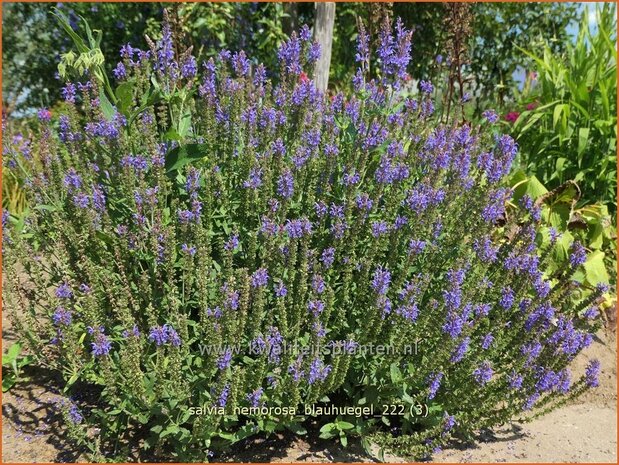 Salvia nemorosa 'Blauh&uuml;gel' | Bossalie, Salie, Salvia | Steppensalbei | Woodland Sage