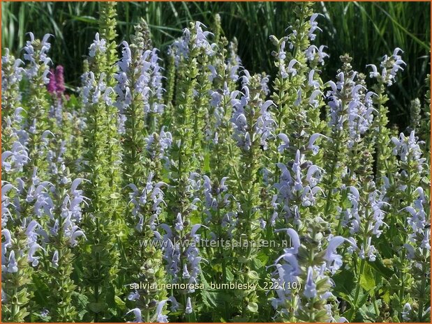 Salvia nemorosa 'Bumblesky' | Bossalie, Salie, Salvia | Steppensalbei | Woodland Sage