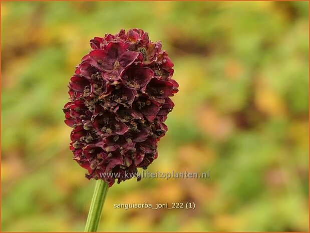 Sanguisorba 'Joni' | Pimpernel, Sorbenkruid | Wiesenknopf | Burnet