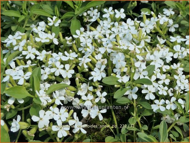 Saponaria ocymoides 'Snow Tip' | Muurzeepkruid, Rotszeepkruid, Zeepkruid | Polster-Seifenkraut | Rock Soapwort