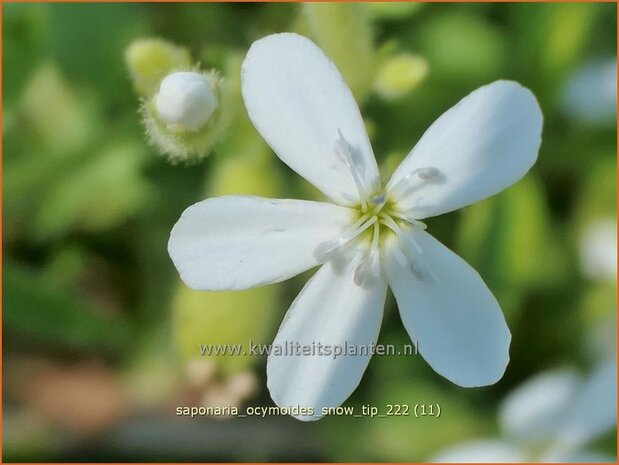 Saponaria ocymoides 'Snow Tip' | Muurzeepkruid, Rotszeepkruid, Zeepkruid | Polster-Seifenkraut | Rock Soapwort