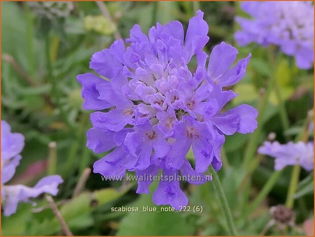 Scabiosa 'Blue Note' | Duifkruid, Schurftkruid | Tauben-Skabiose | Pigeon's Scabious