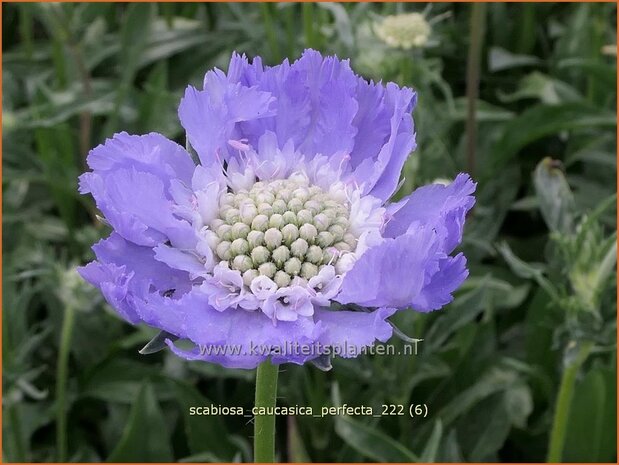 Scabiosa caucasica 'Perfecta' | Kaukasisch duifkruid, Duifkruid, Schurftkruid | Kaukasus Grindkraut | Sweet Scabi