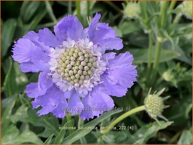 Scabiosa caucasica 'Perfecta' | Kaukasisch duifkruid, Duifkruid, Schurftkruid | Kaukasus Grindkraut | Sweet Scabi