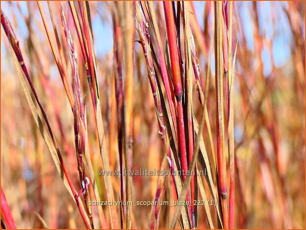 Schizachyrium scoparium 'Blaze' | Klein prairiegras | Kleines Präriegras | Little Bluestem