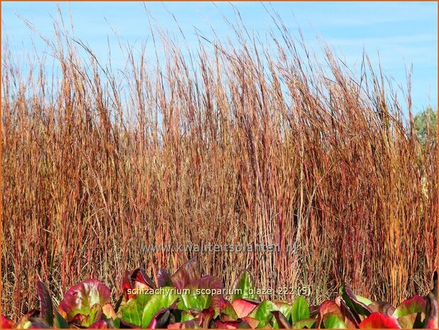 Schizachyrium scoparium 'Blaze' | Klein prairiegras | Kleines Präriegras | Little Bluestem