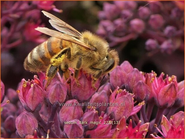 Sedum 'Dark Magic' | Hemelsleutel, Vetkruid | Fettblatt | Stonecrop