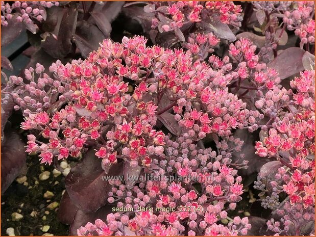 Sedum 'Dark Magic' | Hemelsleutel, Vetkruid | Fettblatt | Stonecrop