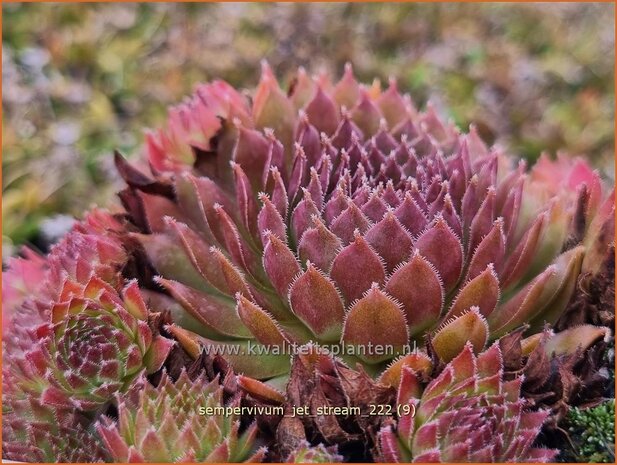 Sempervivum 'Jet Stream' | Huislook, Donderblad | Hauswurz | Houseleek
