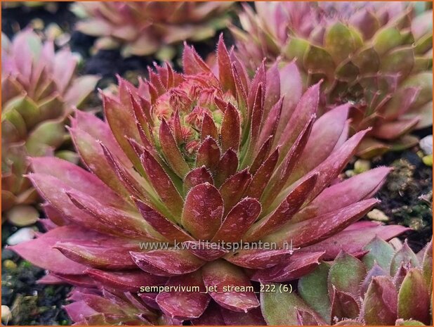 Sempervivum 'Jet Stream' | Huislook, Donderblad | Hauswurz | Houseleek