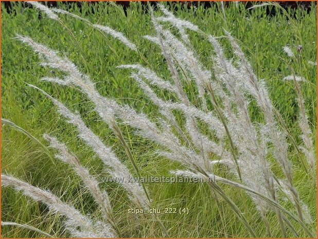 Stipa ichu | Peruviaans vedergras, Vedergras | Peruanisches Federgras | Peruvian Feather Grass