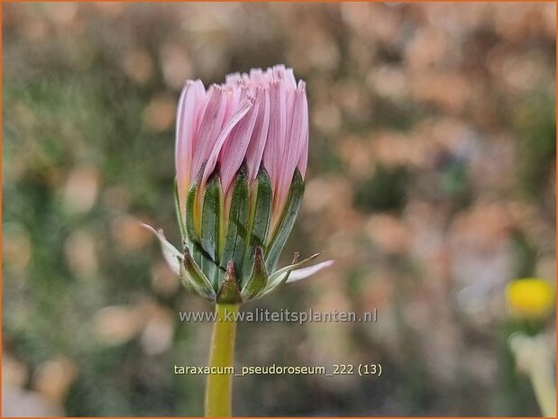 Taraxacum pseudoroseum | Paardenbloem, Molsla | Rosablühender Löwenzahn | Pink Dandelion