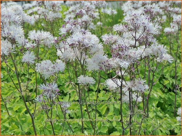 Thalictrum aquilegifolium 'Nimbus White' | Akeleiruit, Ruit | Akeleiblättrige Wiesenraute | Columbine Meadow Rue