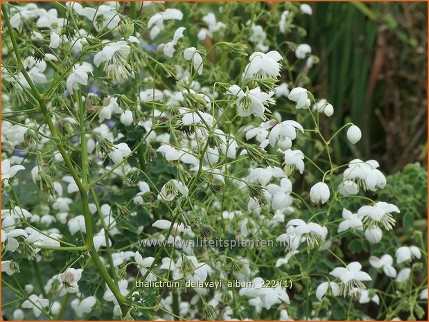 Thalictrum delavayi 'Album' | Chinese ruit, Ruit | Delavays Wiesenraute | Chinese Meadow Rue