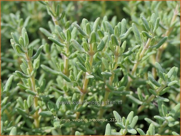 Thymus vulgaris 'Precompa' | Echte tijm, Keukentijm, Gewone tijm, Tijm | Echter Thymian | Common Thyme