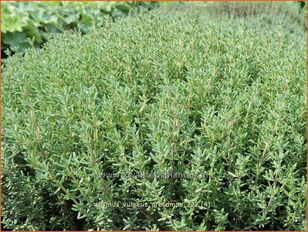Thymus vulgaris 'Precompa' | Echte tijm, Keukentijm, Gewone tijm, Tijm | Echter Thymian | Common Thyme