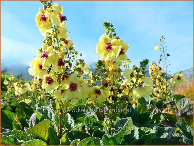 Verbascum 'Jackie in Yellow' | Toorts | Königskerze | Mullein