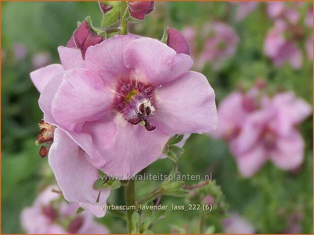 Verbascum 'Lavender Lass' | Toorts | Königskerze | Mullein