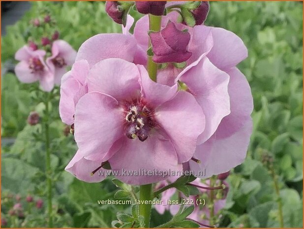 Verbascum 'Lavender Lass' | Toorts | Königskerze | Mullein