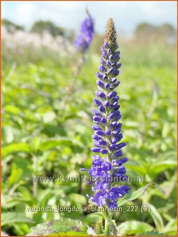 Veronica longifolia 'Blauriesin' | Lange ereprijs, Ereprijs | Langbl&auml;ttriger Ehrenpreis | Garden Speedwell