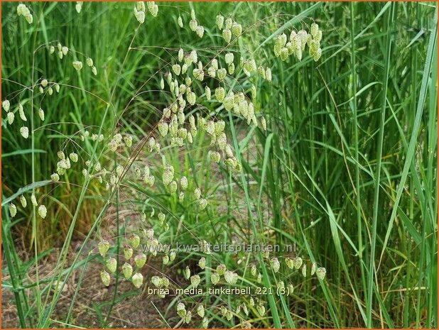 Briza media 'Tinkerbell' | Trilgras, Bevertjes | Gewöhnliches Zittergras | Common Quaking Grass