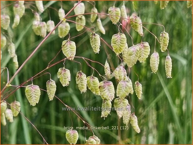 Briza media 'Tinkerbell' | Trilgras, Bevertjes | Gewöhnliches Zittergras | Common Quaking Grass