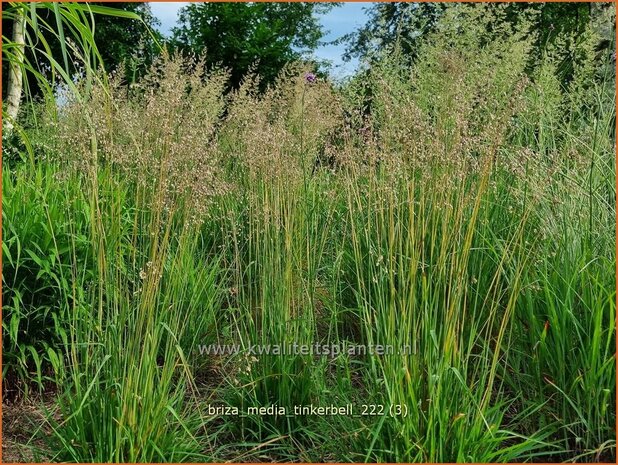 Briza media 'Tinkerbell' | Trilgras, Bevertjes | Gewöhnliches Zittergras | Common Quaking Grass