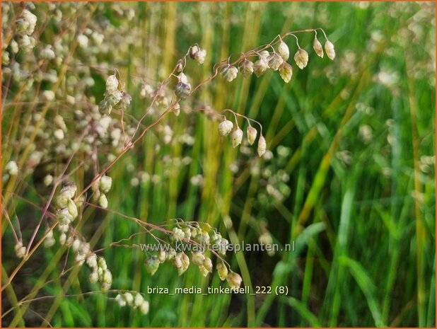 Briza media 'Tinkerbell' | Trilgras, Bevertjes | Gewöhnliches Zittergras | Common Quaking Grass