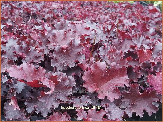 Heuchera 'Prince' | Purperklokje | Purpurglöckchen