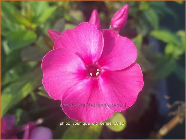 Phlox 'Younique Old Cerise' | Hoge vlambloem, Vlambloem, Flox, Floks | Hohe Flammenblume