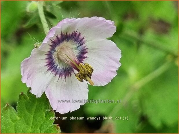 Geranium phaeum 'Wendy's Blush' | Donkere ooievaarsbek, Ooievaarsbek, Tuingeranium, Geranium | Brauner Sto