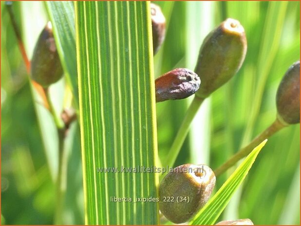 Libertia ixioides | Nieuw-Zeelandse iris | Neuseeland Iris | New Zealand Satin Flower
