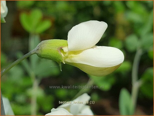 Baptisia lactea | Valse indigo, Indigolupine | Kleinere Färberhülse