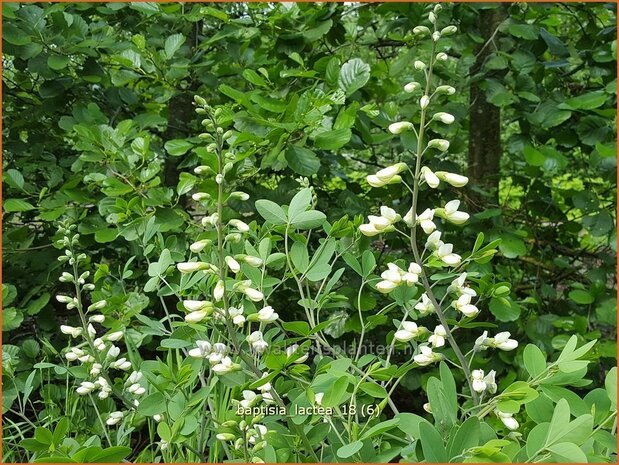 Baptisia lactea | Valse indigo, Indigolupine | Kleinere Färberhülse