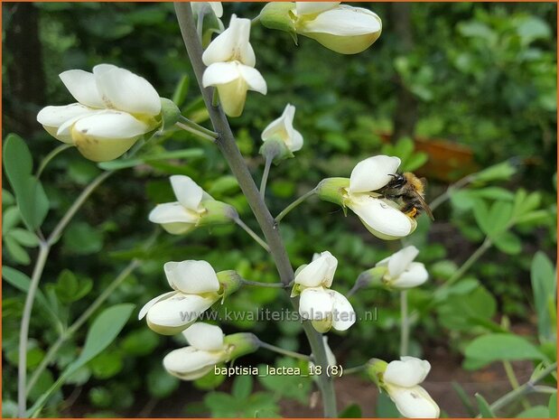 Baptisia lactea | Valse indigo, Indigolupine | Kleinere Färberhülse