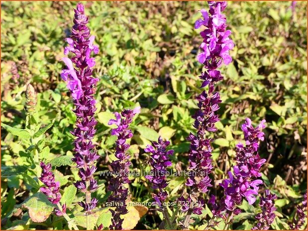 Salvia nemorosa 'Eos' | Bossalie, Salie, Salvia | Steppensalbei | Woodland Sage