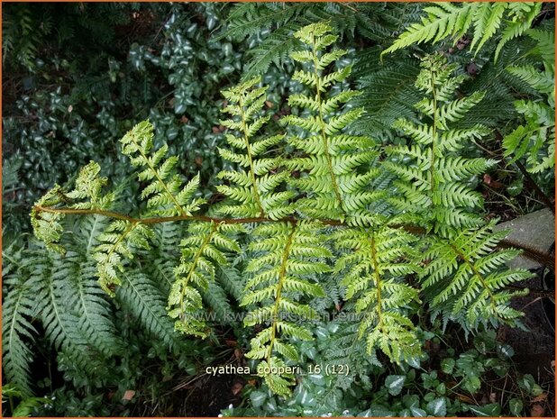 Cyathea cooperi | Boomvaren | Baumfarn