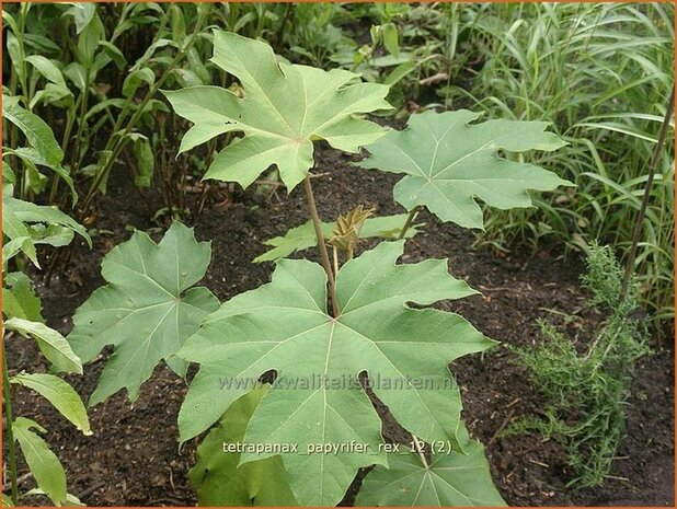 Tetrapanax papyrifer 'Rex' | Rijstpapierplant, Rijstpapierboom | Reispapierbaum | Rice-paper Plant