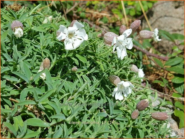 Silene maritima | Lijmkruid | Klippen-Leimkraut