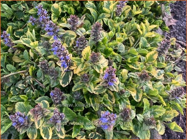Ajuga reptans 'Spring Surprise' | Kruipend zenegroen, Zenegroen | Kriechender Günsel | Carpenter's 