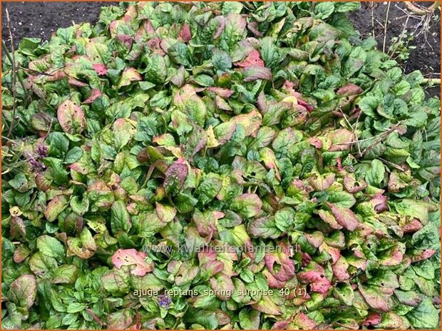 Ajuga reptans 'Spring Surprise' | Kruipend zenegroen, Zenegroen | Kriechender Günsel | Carpenter's 
