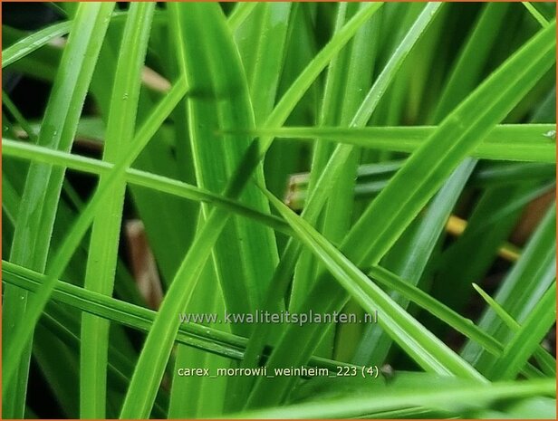 Carex morrowii 'Weinheim' | Japanse zegge, Zegge | Japan-Segge | Japanese Sedge