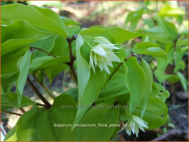 Disporum smilacinum 'Flore Pleno' | Elfenklokje | Feengl&ouml;ckchen | Fairy Bells