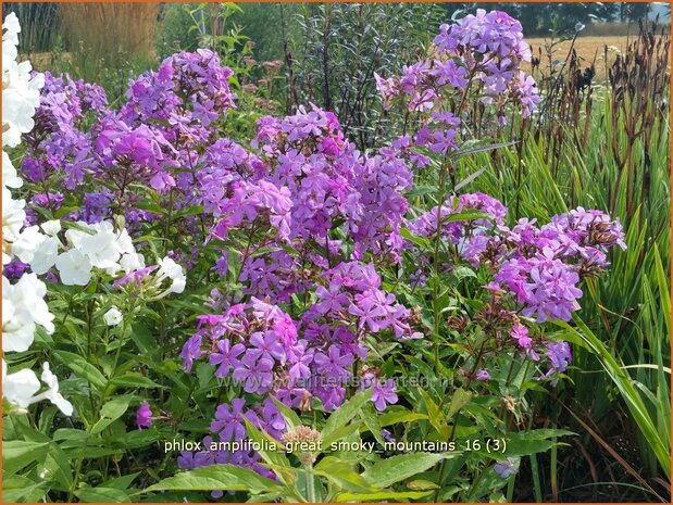 Phlox amplifolia 'Great Smoky Mountains' | Grootbladige vlambloem, Vlambloem, Flox, Floks | Großblättrige Flammenbl