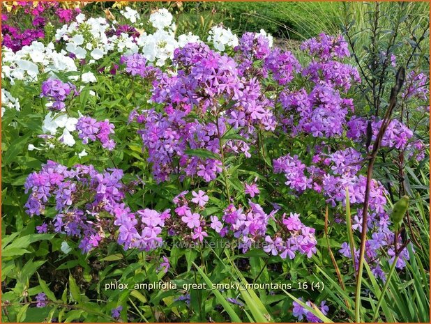 Phlox amplifolia 'Great Smoky Mountains' | Grootbladige vlambloem, Vlambloem, Flox, Floks | Großblättrige Flammenbl