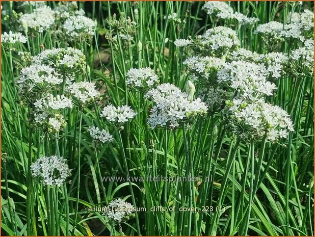Allium tuberosum 'Cliffs of Dover' | Knoflookbieslook, Chinese bieslook, Look, Sierui | Schnittknoblauch | Garlic Chi