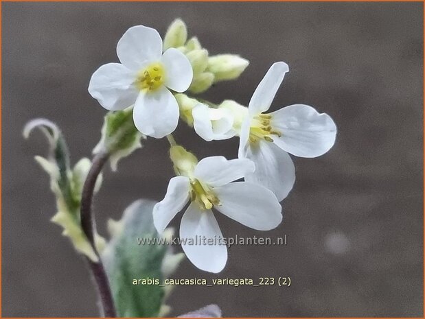 Arabis caucasica 'Variegata' | Randjesbloem, Rijstebrij | Kaukasische G&auml;nsekresse | Mountain Rock Cress