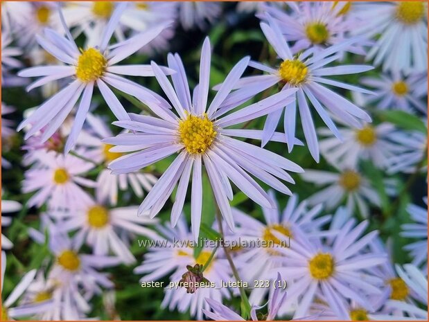 Aster pyrenaeus 'Lutetia' | Aster | Pyren&auml;en-Aster | Pyrenees Aster